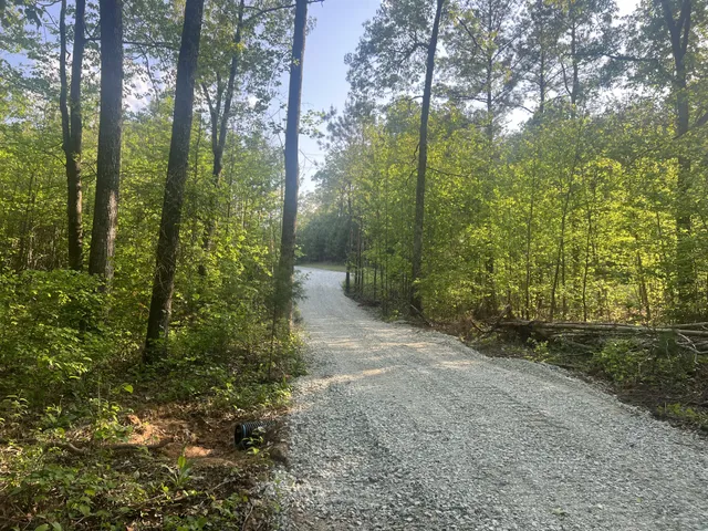 a view of a forest that has large trees