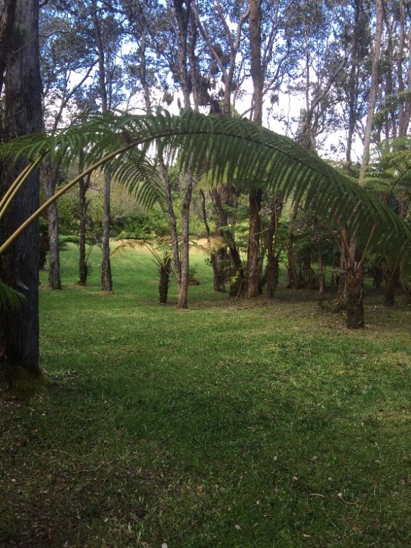 36 Kalani Honua Road Volcano, HI 96785 - Photo 2 of 10 Gallery Image 2