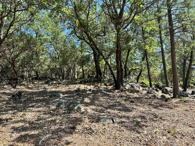 a view of a forest with trees