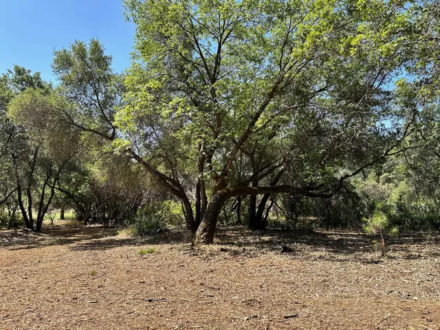 a view of a yard with a tree