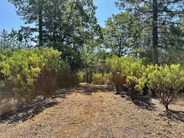 a view of a yard with plants and trees