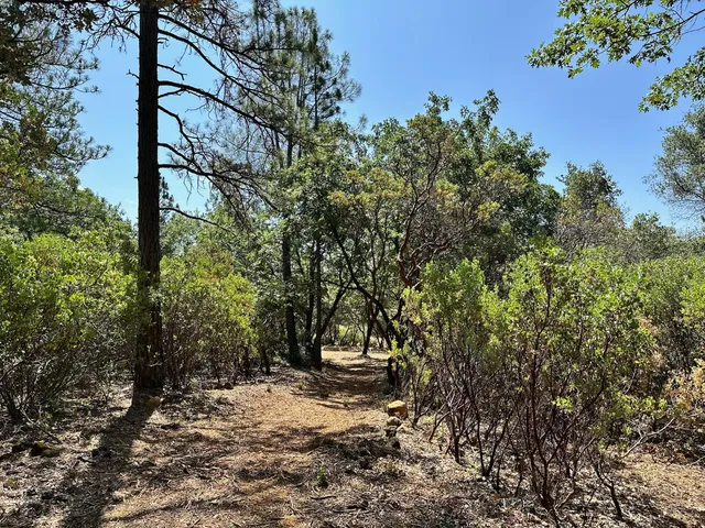 a view of a tree with a yard