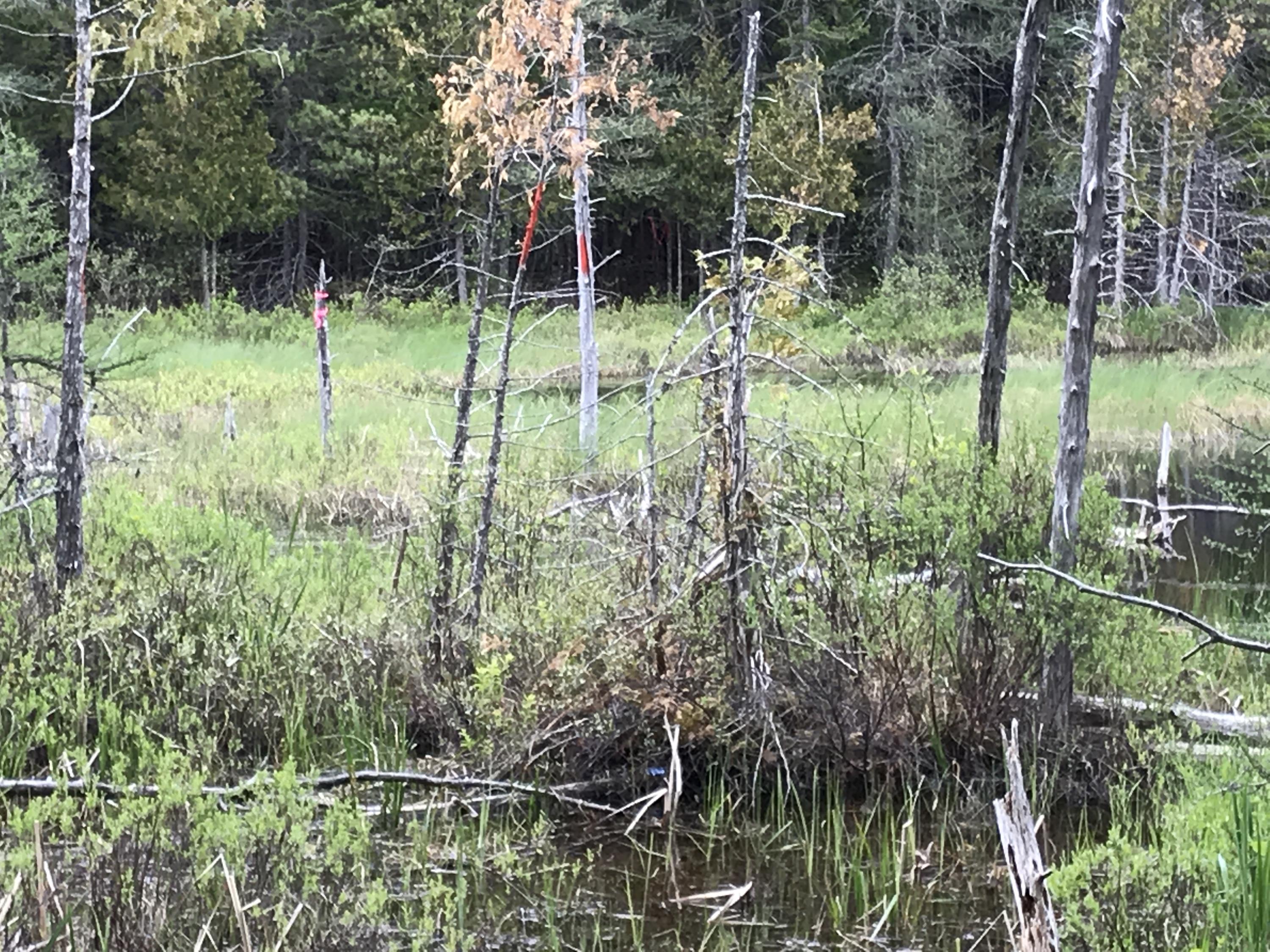 7 Tucker Ridge Road Springfield, ME 04487 - Photo 15 of 22 Maine Hunting camp wildlife pond