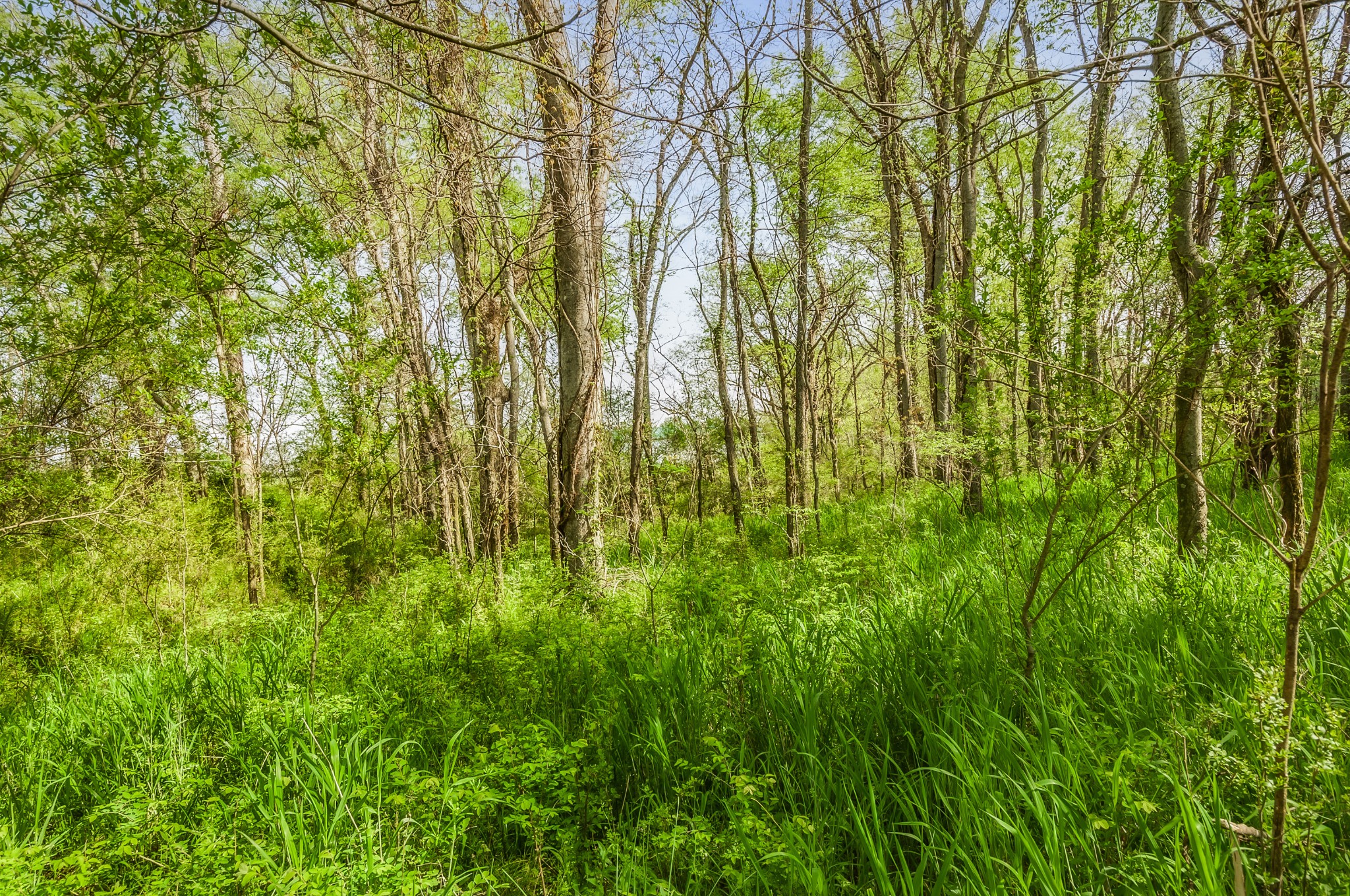 0 Rippey Lake Road Mount Pleasant, TN 38474 - Photo 17 of 31 Gallery Image 17