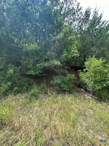 a view of a forest with trees in the background