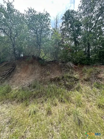 a view of a forest with a tree