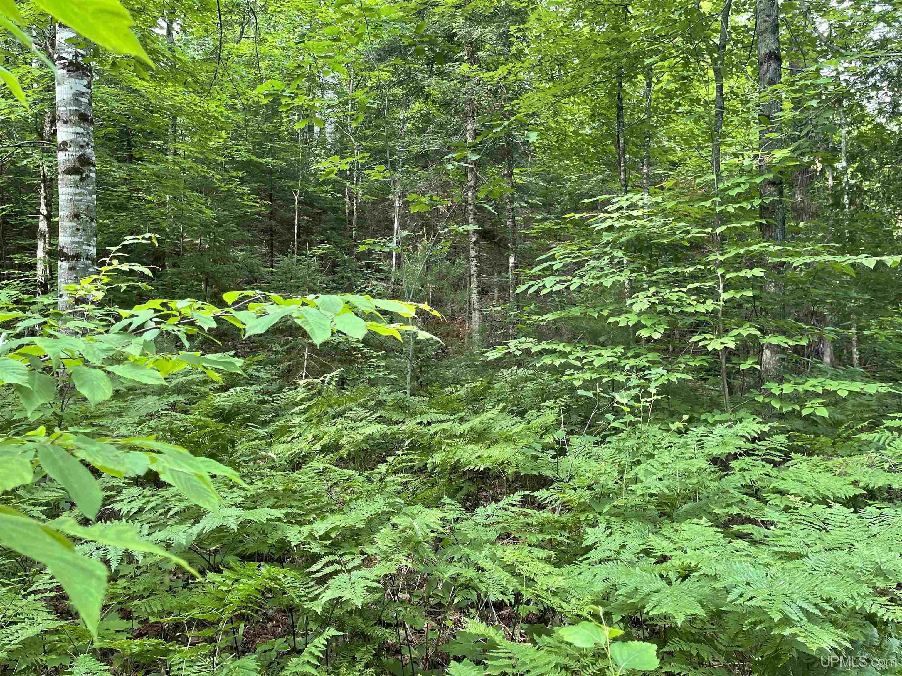 24-acres Cooper Lake Road Ishpeming, MI 49849 - Photo 6 of 13