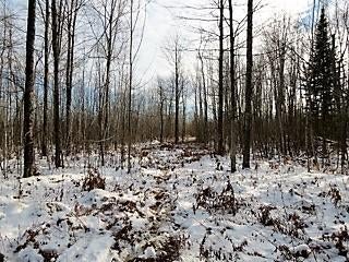 Friski Road Lachine, MI 49753 - Photo 21 of 29 Gallery Image 21