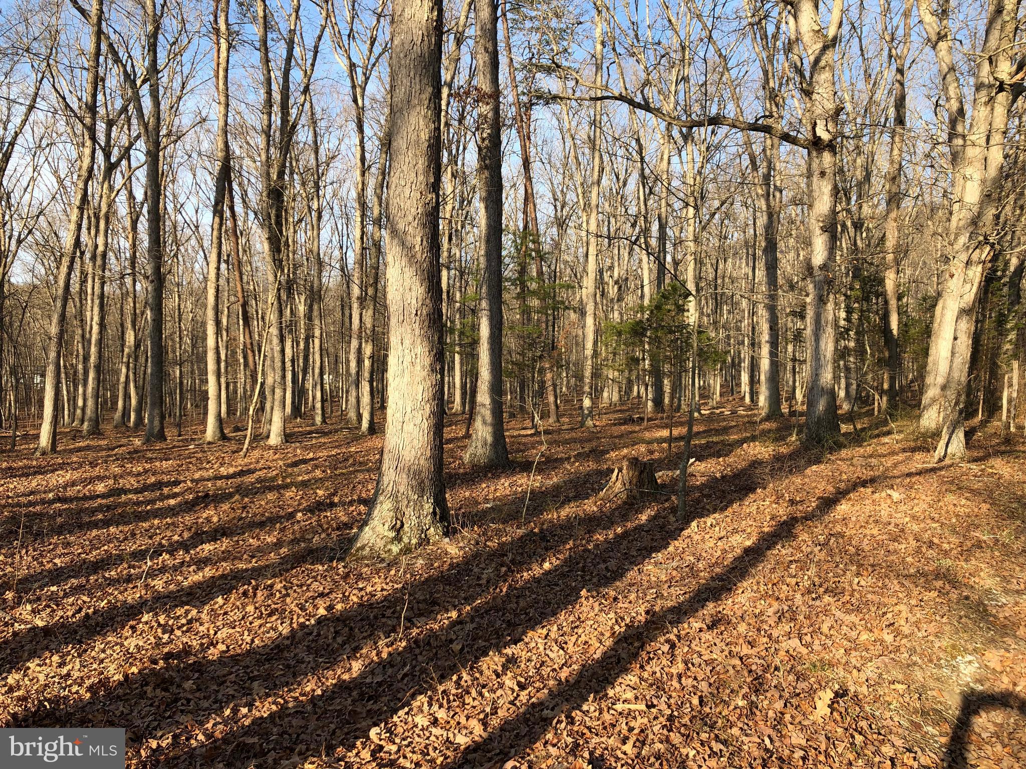 Mountain Road Front Royal, VA 22630 - Photo 11 of 27 Lots of Hardwoods & Pines