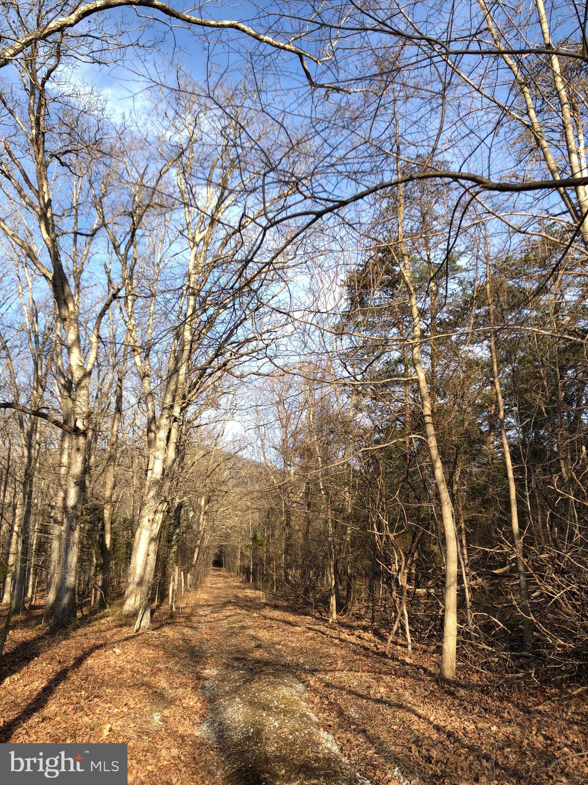 Mountain Road Front Royal, VA 22630 - Photo 5 of 27 Cleared Road to the property
