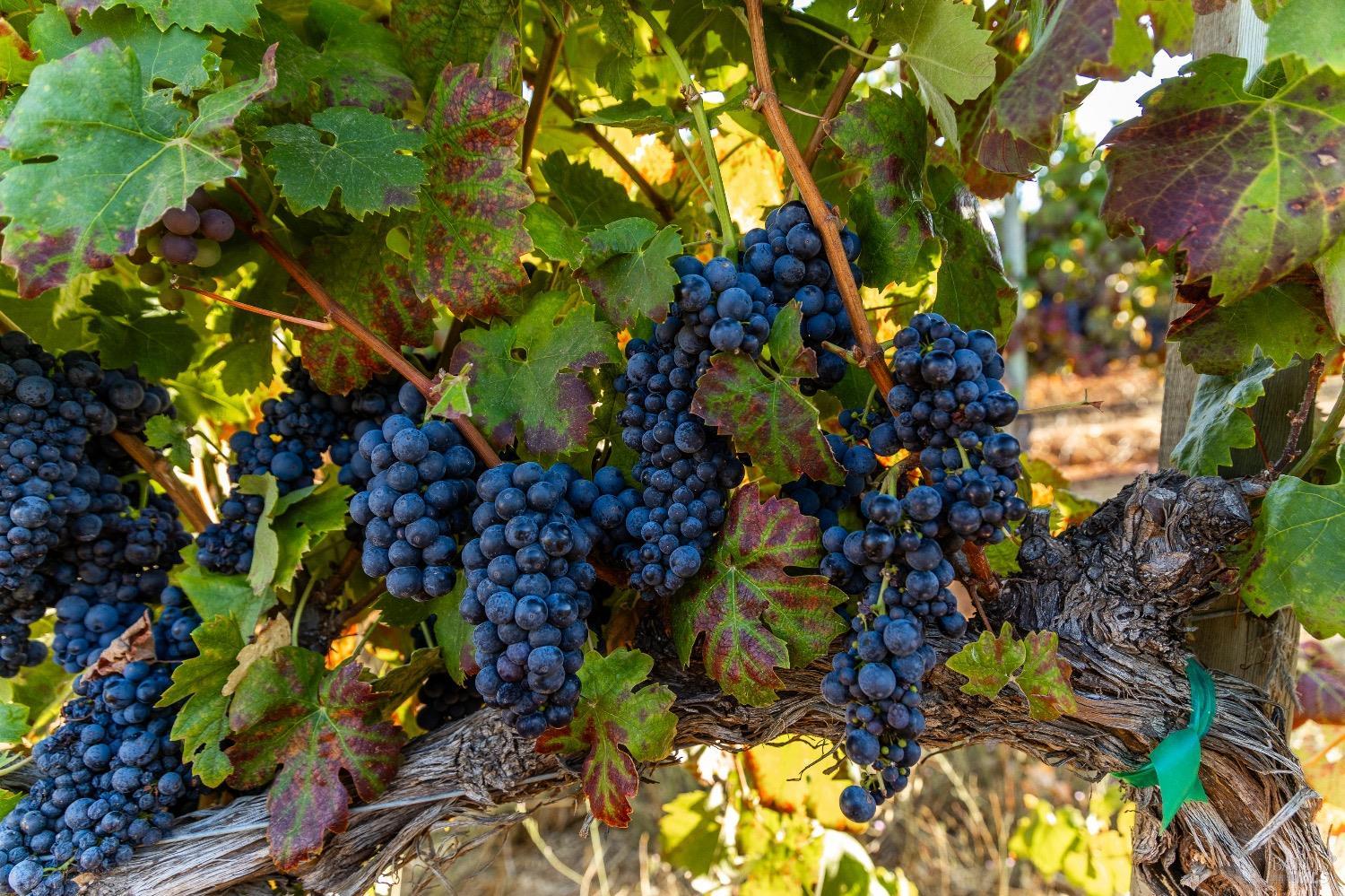 9965 West Dry Creek Road Healdsburg, CA 95448 - Photo 11 of 21