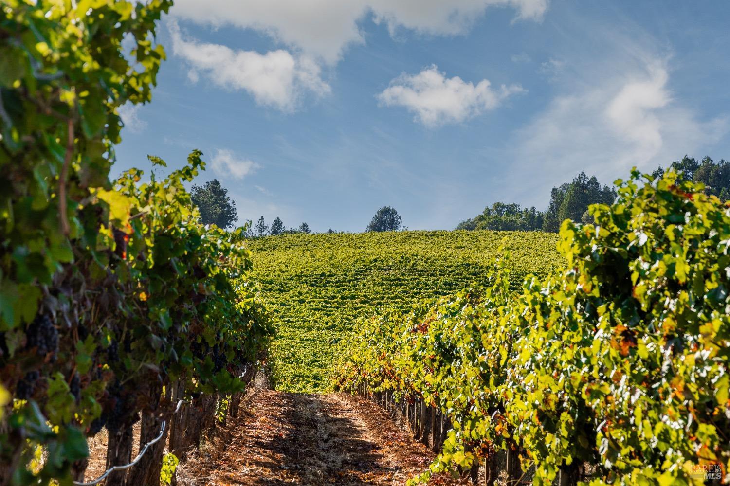 9965 West Dry Creek Road Healdsburg, CA 95448 - Photo 12 of 21 a view of a bunch of flowers