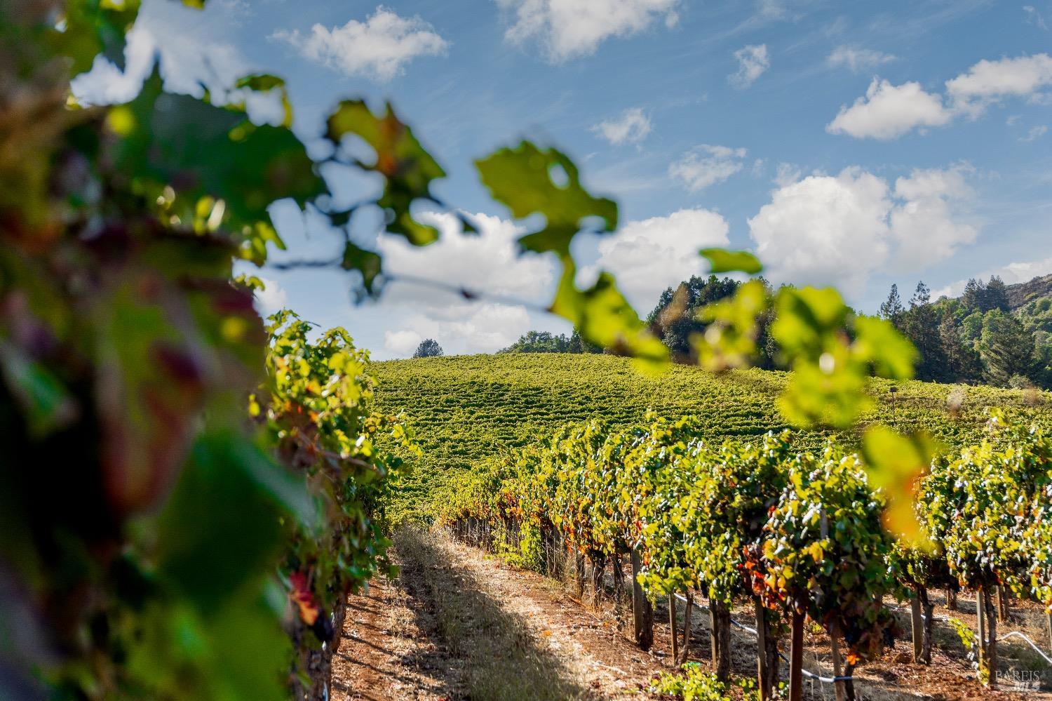 9965 West Dry Creek Road Healdsburg, CA 95448 - Photo 13 of 21 a view of a bunch of flowers in a garden