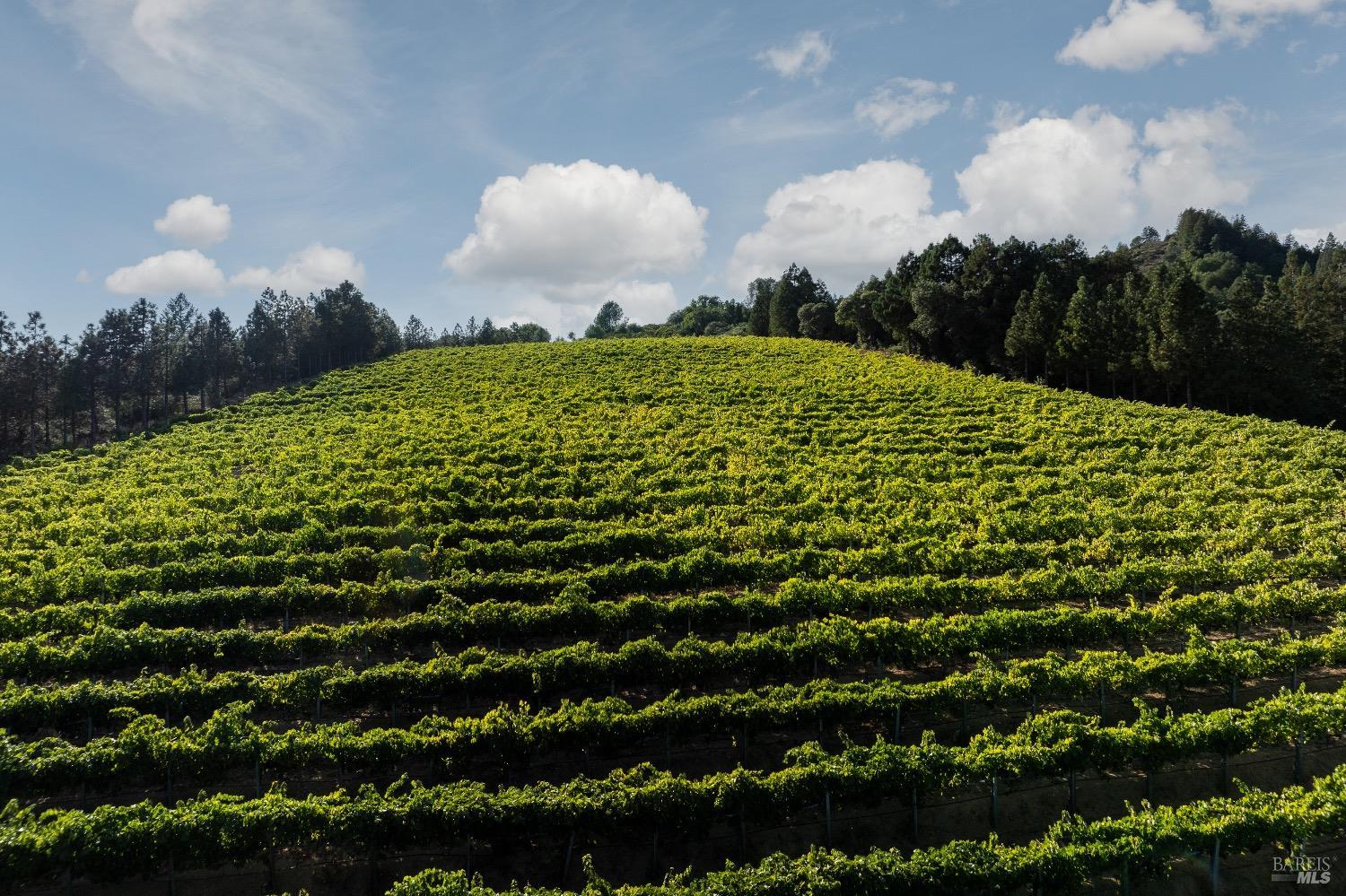9965 West Dry Creek Road Healdsburg, CA 95448 - Photo 21 of 21 a view of a bunch of plants and trees