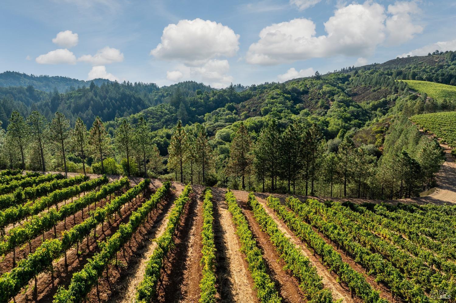 9965 West Dry Creek Road Healdsburg, CA 95448 - Photo 4 of 21 a view of a yard