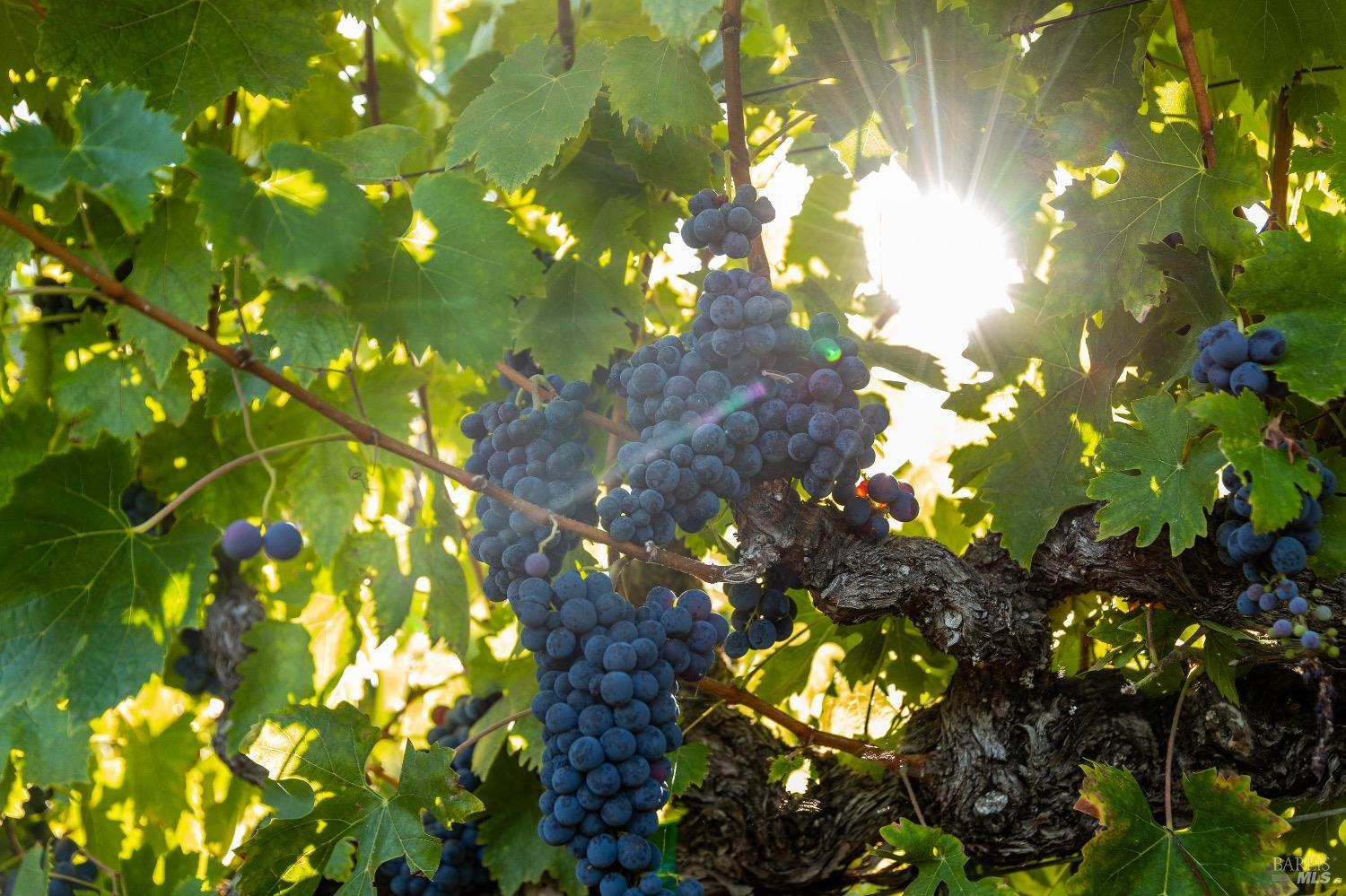 9965 West Dry Creek Road Healdsburg, CA 95448 - Photo 5 of 21 a view of a tree