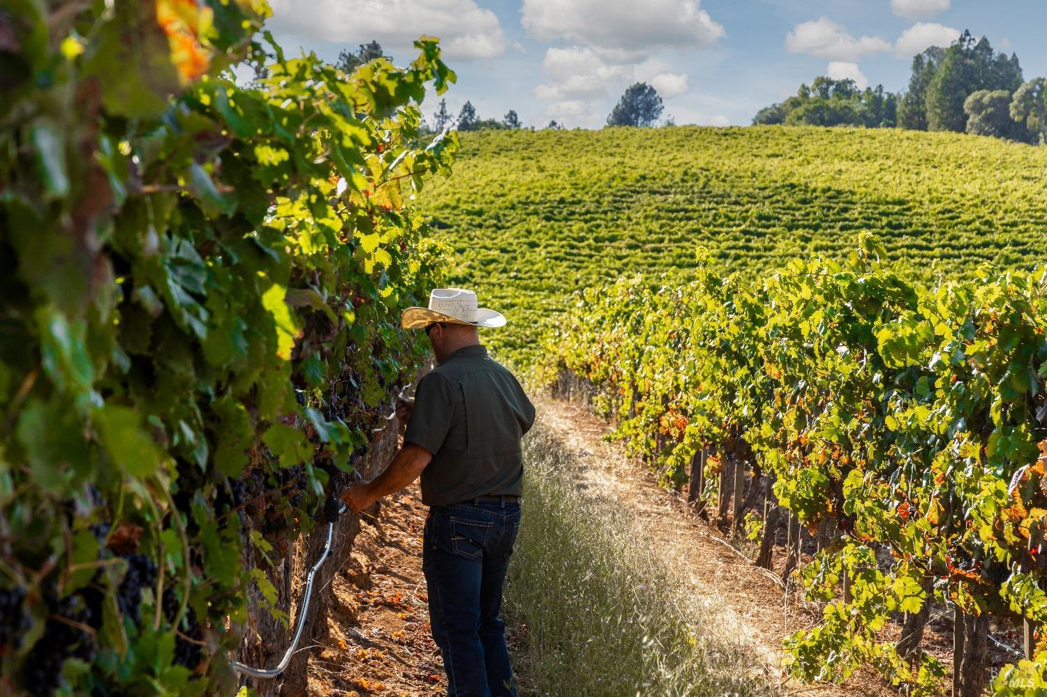 9965 West Dry Creek Road Healdsburg, CA 95448 - Photo 6 of 21 a view of a bunch of flowers