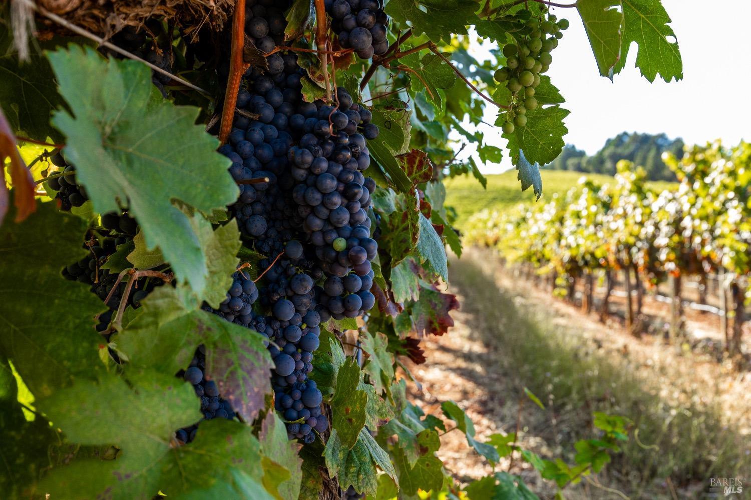 9965 West Dry Creek Road Healdsburg, CA 95448 - Photo 7 of 21 a picture of flowers