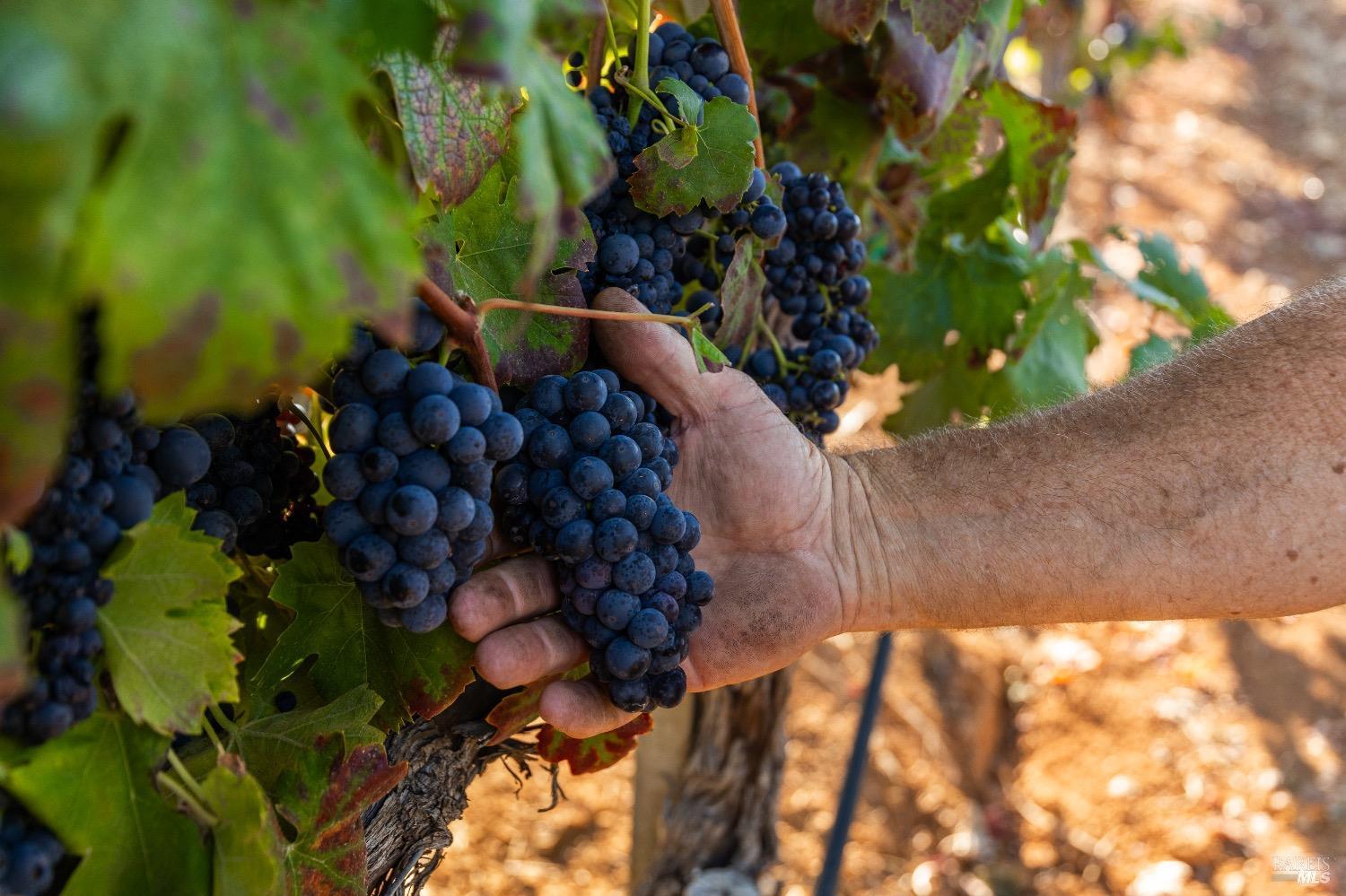 9965 West Dry Creek Road Healdsburg, CA 95448 - Photo 10 of 21