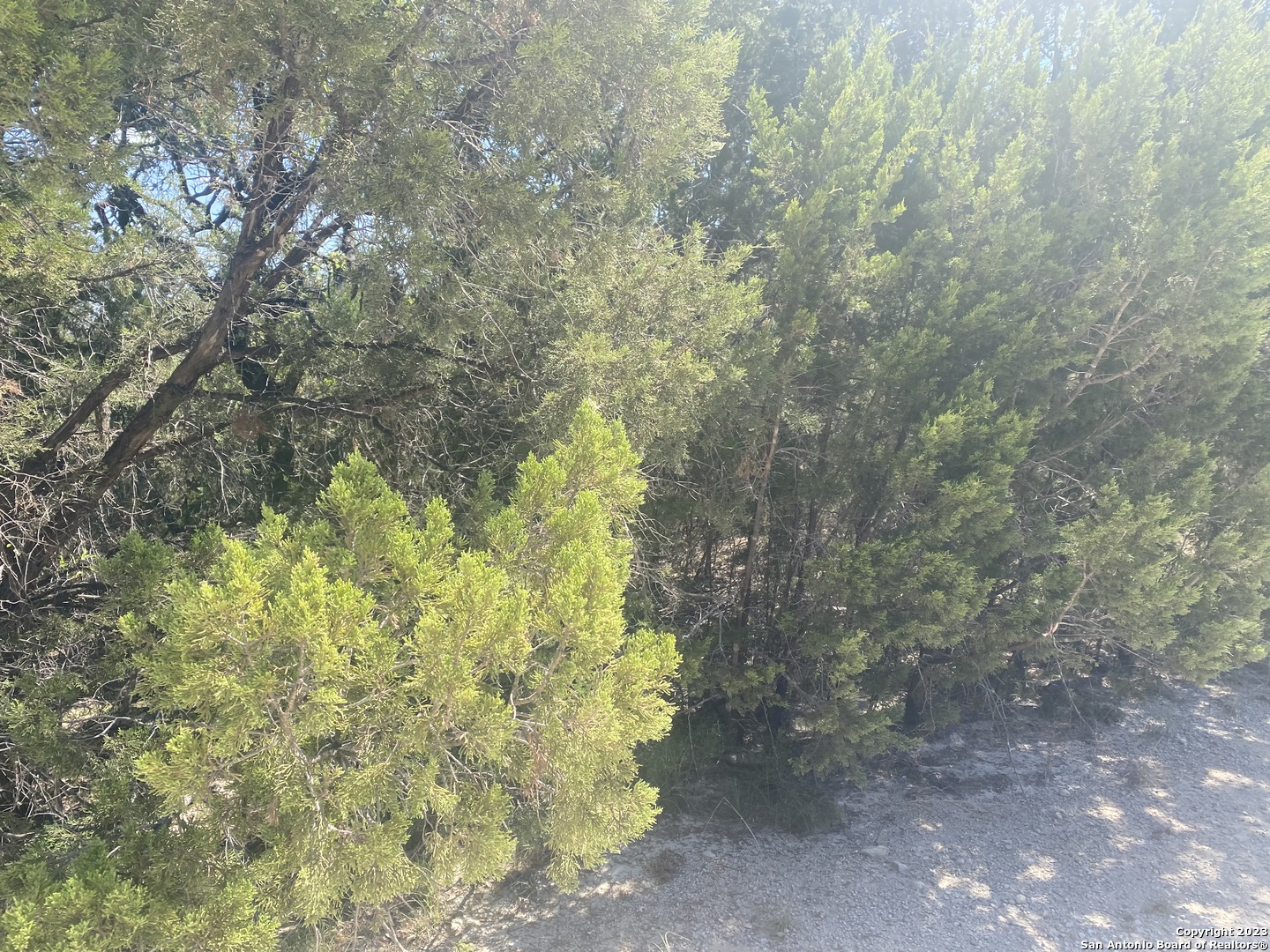 0 Doc Holiday Bandera, TX 78003 - Photo 4 of 9 a view of a yard with plants and tree
