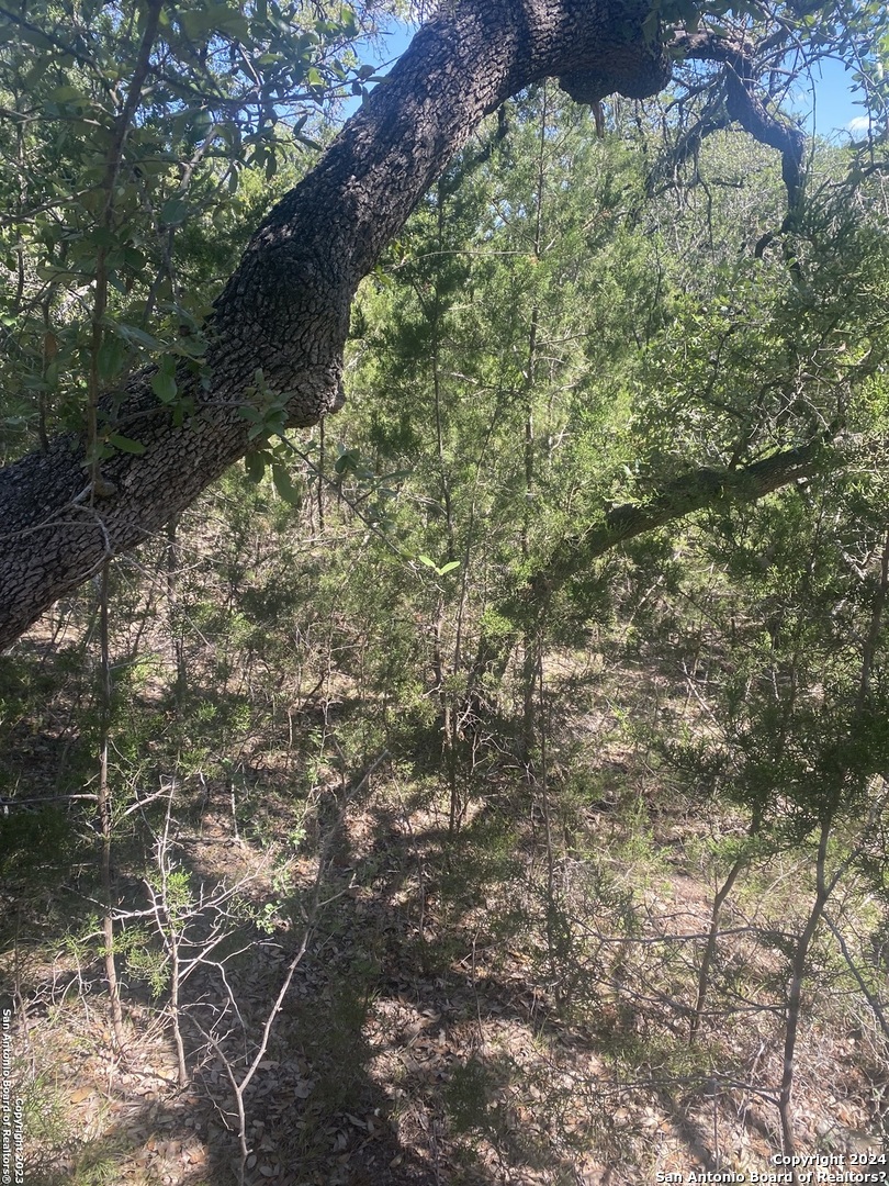 0 Doc Holiday Bandera, TX 78003 - Photo 8 of 9 a view of a yard