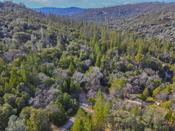 a view of a forest with a lush green forest