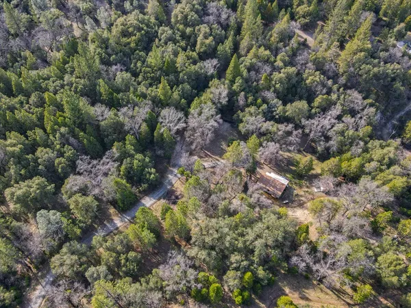 a view of a forest with a tree