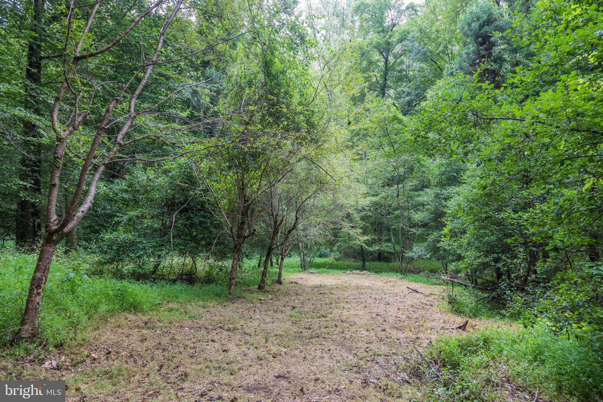 8523 Georgetown Pike McLean, VA 22102 - Photo 78 of 90 So much greenery, a true private oasis