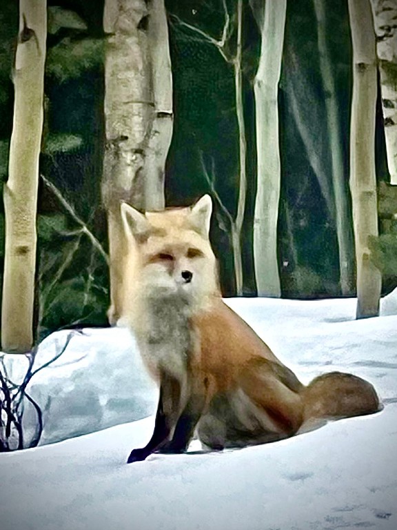 433 97 Circle Blue River, CO 80424 - Photo 40 of 43 a picture of a room