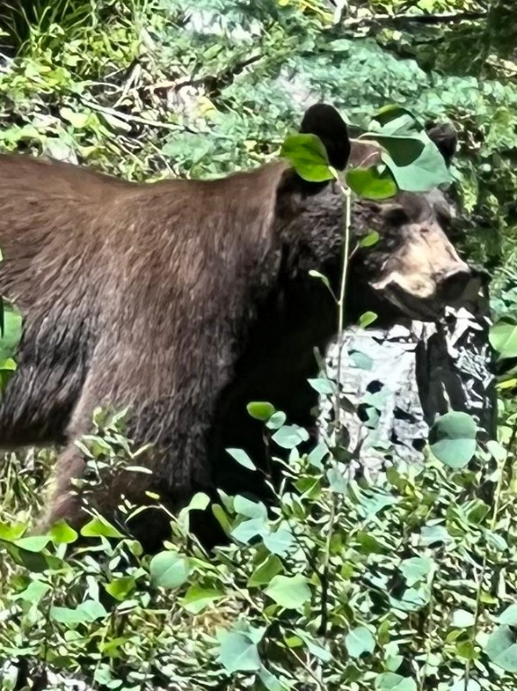 433 97 Circle Blue River, CO 80424 - Photo 41 of 43 a bird view of flowers