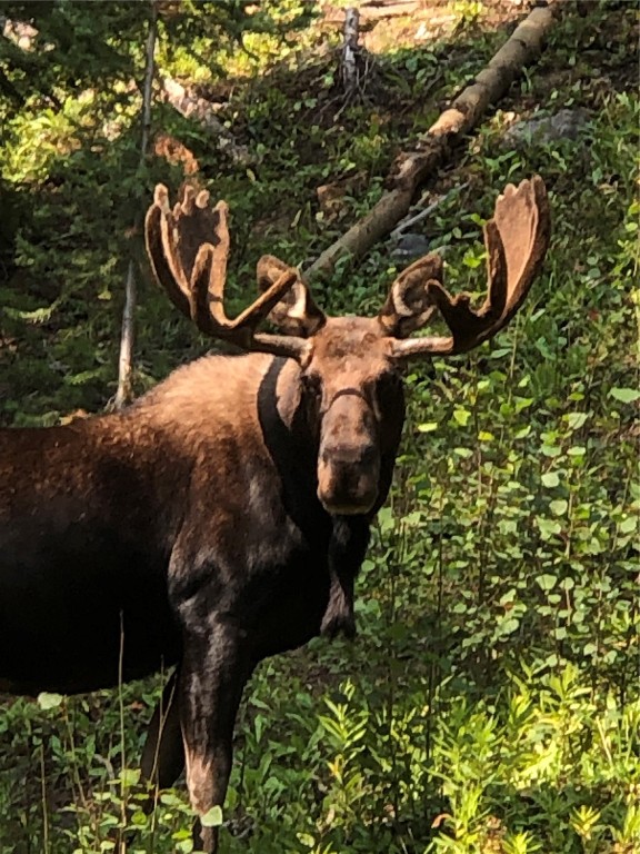 433 97 Circle Blue River, CO 80424 - Photo 42 of 43 a backyard of a house with lots of green space and garden