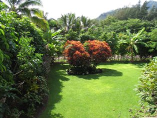 7243 Alamoo Road Hanalei, HI 96714 - Photo 11 of 12 a view of an outdoor space and a yard