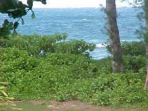 7243 Alamoo Road Hanalei, HI 96714 - Photo 3 of 12 a view of a plants
