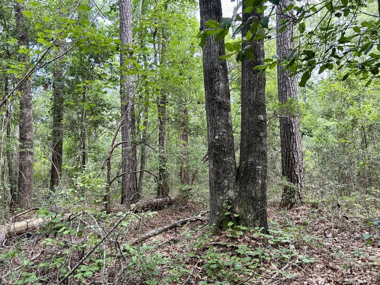 0 State Highway Stockton, AL 36579 - Photo 9 of 14 View