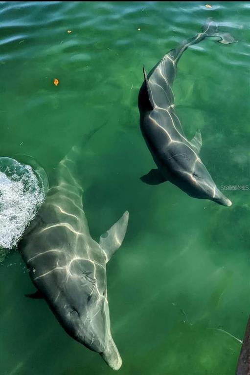 1531 Placida Road, Unit 204 Englewood, FL 34223 - Photo 39 of 52 a backyard of a house with table and chairs
