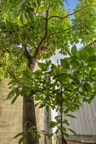 a close up of a plant in a garden