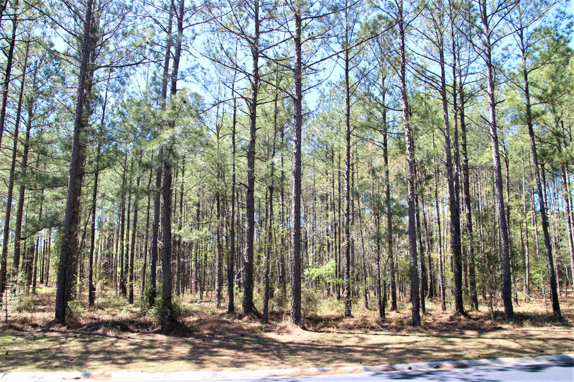 446 Edengale Way Aiken, SC 29803 - Photo 2 of 19 Gallery Image 2