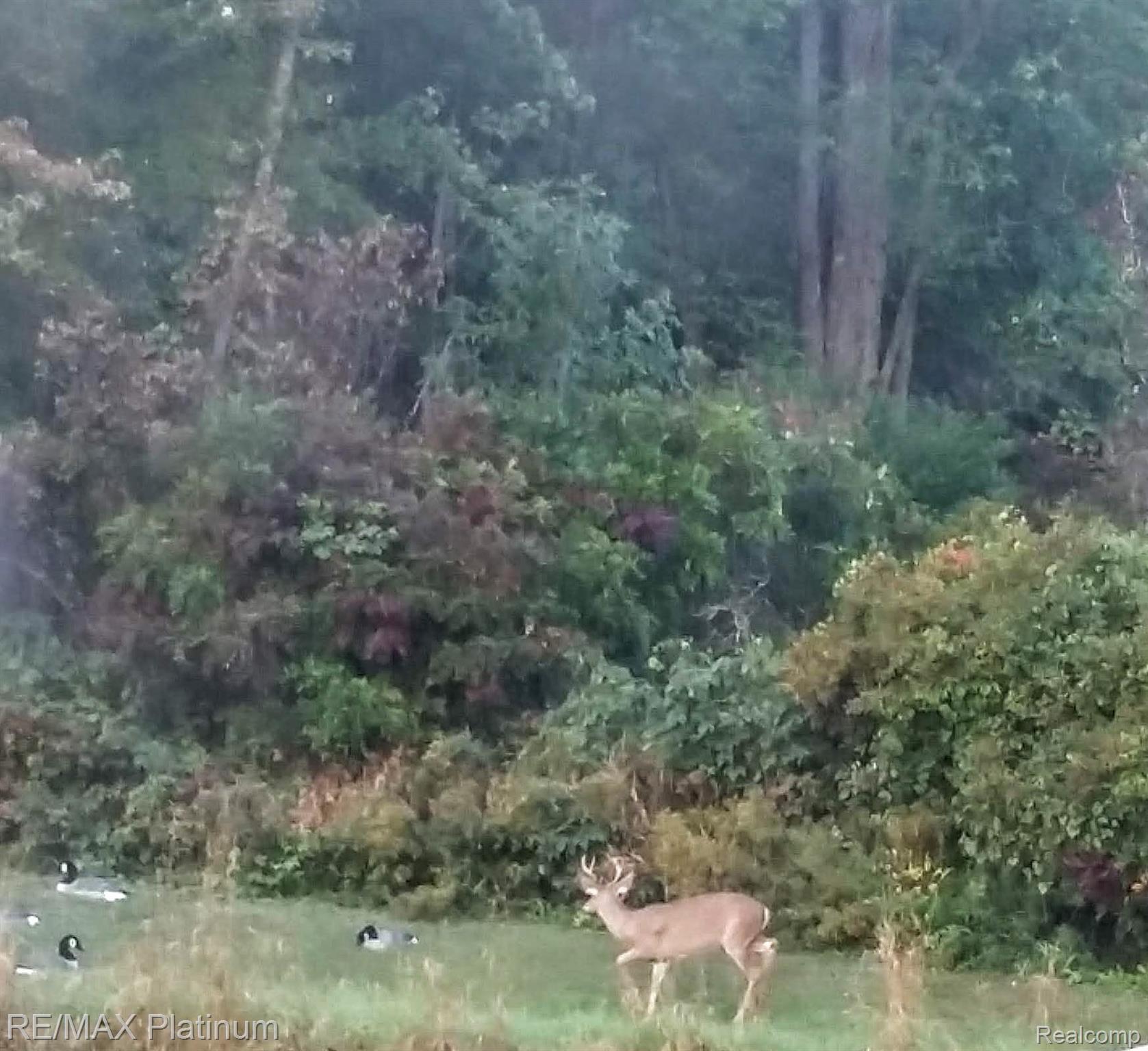 4052 Cedar Lake Road Howell, MI 48843 - Photo 24 of 34 Cedar Lake Wildlife
