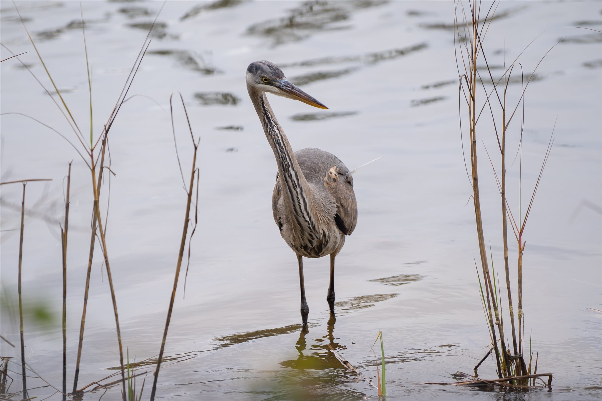 529 West 3rd Avenue Gulf Shores, AL 36542 - Photo 19 of 20 Great Blue Heron