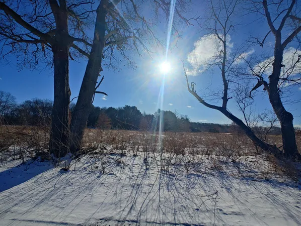 a view of a pathway of a yard