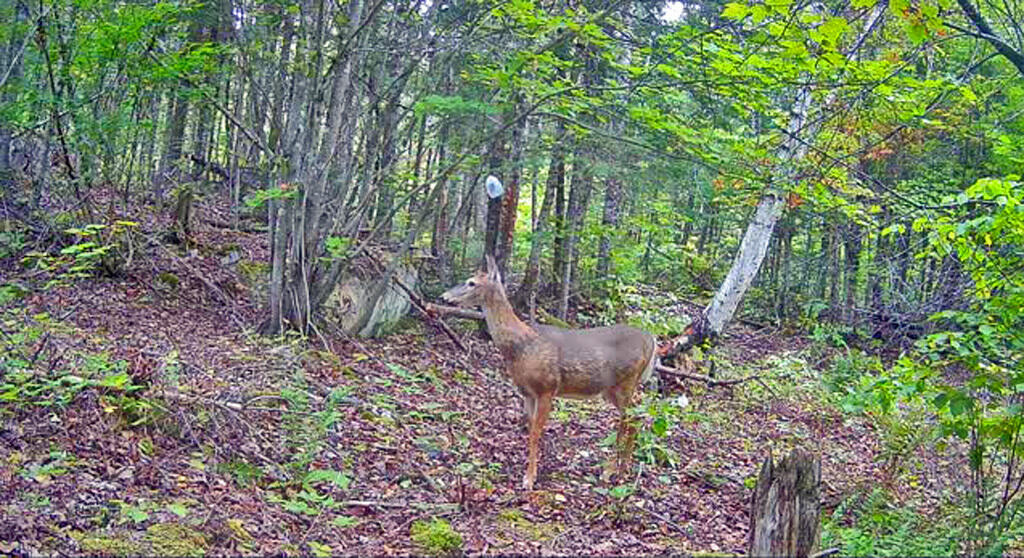 390 Foster Road Littleton, ME 04730 - Photo 68 of 68 white-tail-deer-doe