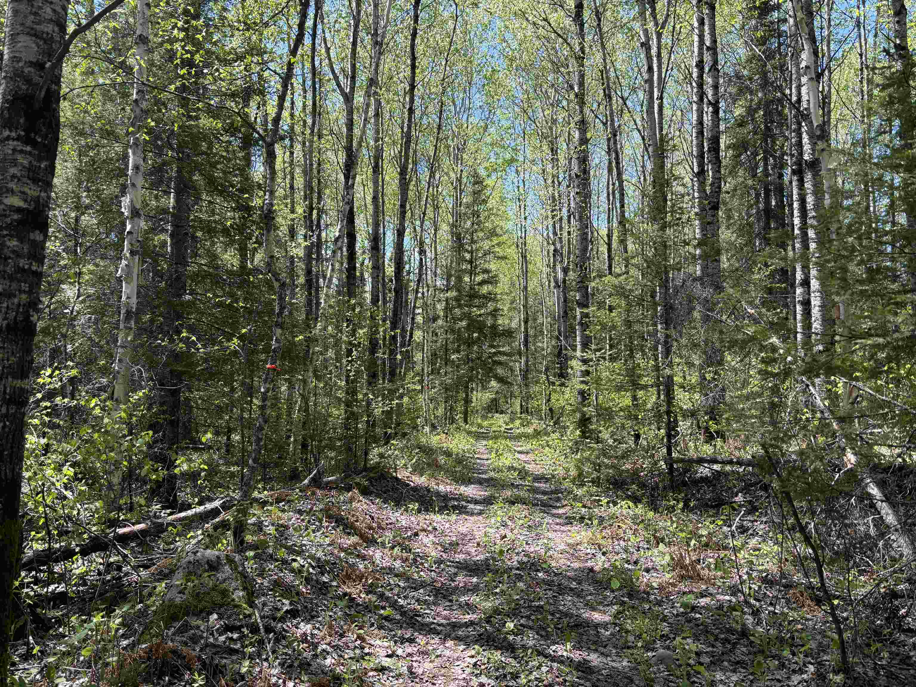 1068 Kelly Trail Isabella, MN 55607 - Photo 15 of 15