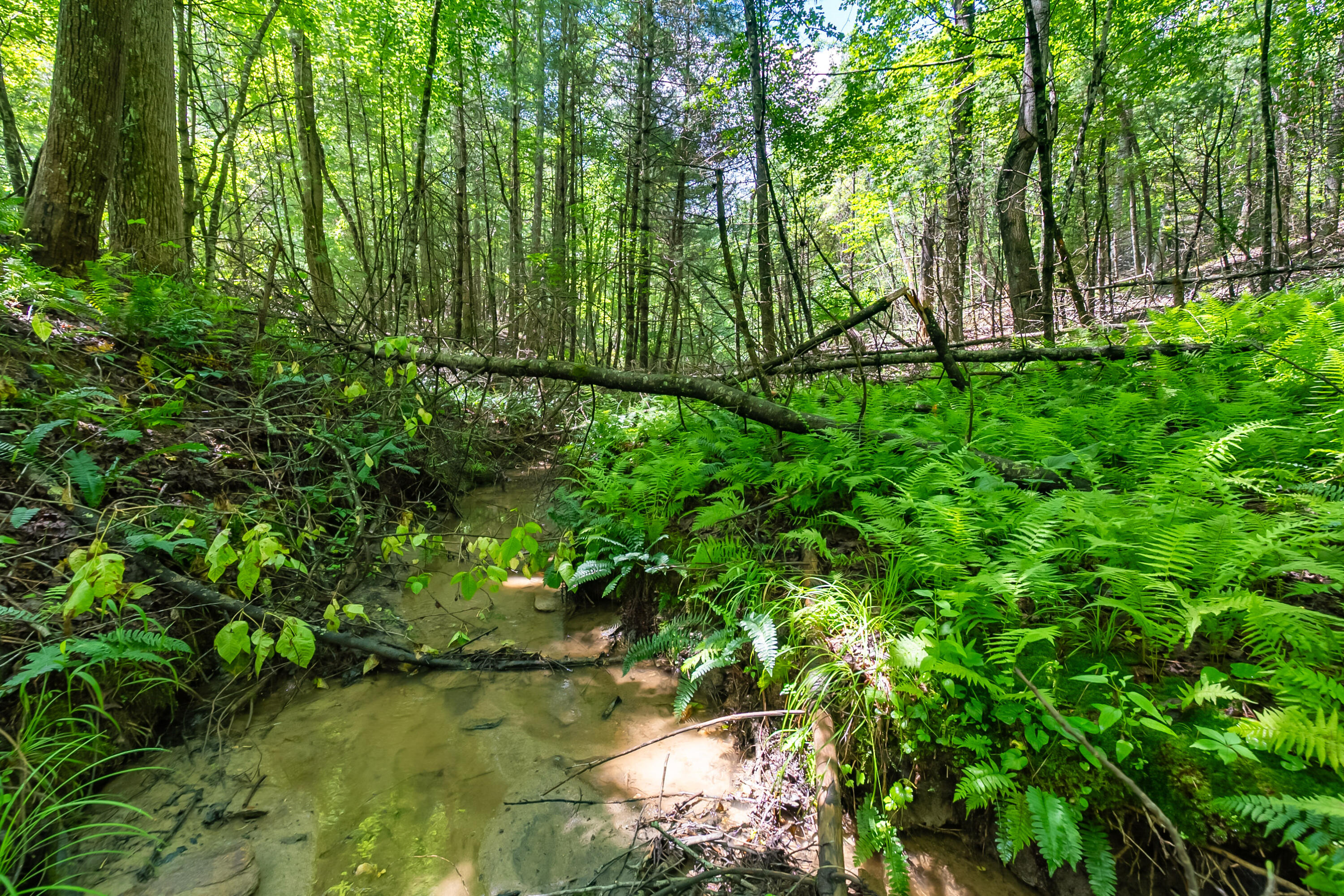 133 Wonder Way Northeast Pilot, VA 24138 - Photo 32 of 57 a view of yard