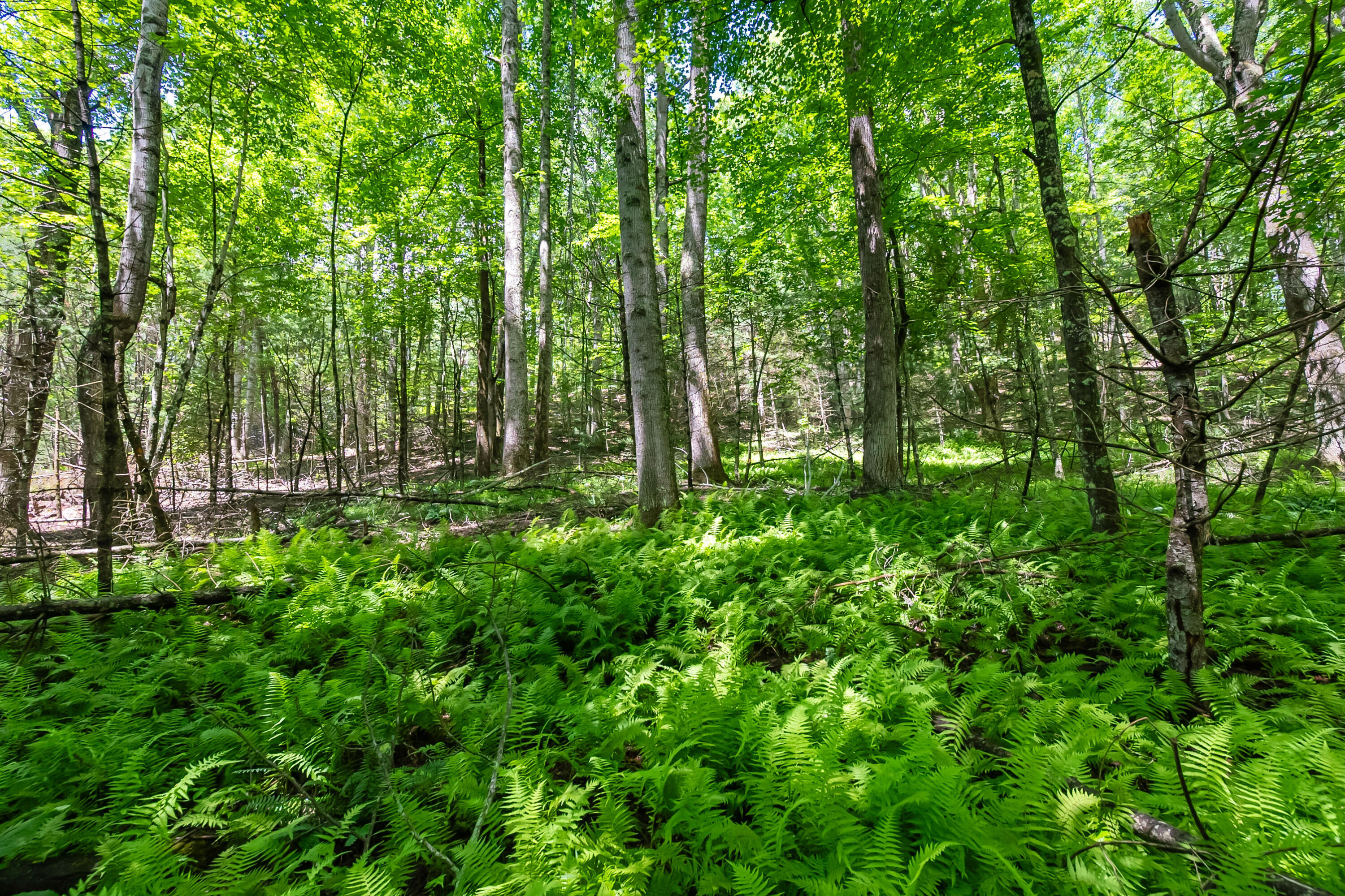 133 Wonder Way Northeast Pilot, VA 24138 - Photo 33 of 57 a view of outdoor space with lots of trees