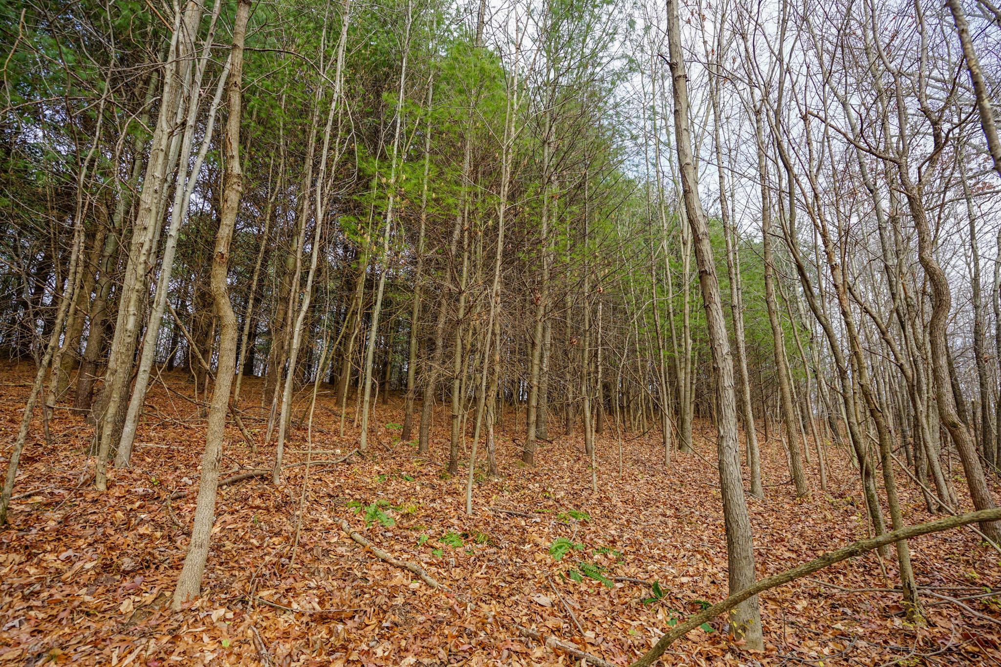 0 Fogle Road Caldwell, OH 43724 - Photo 16 of 42 DSC09900