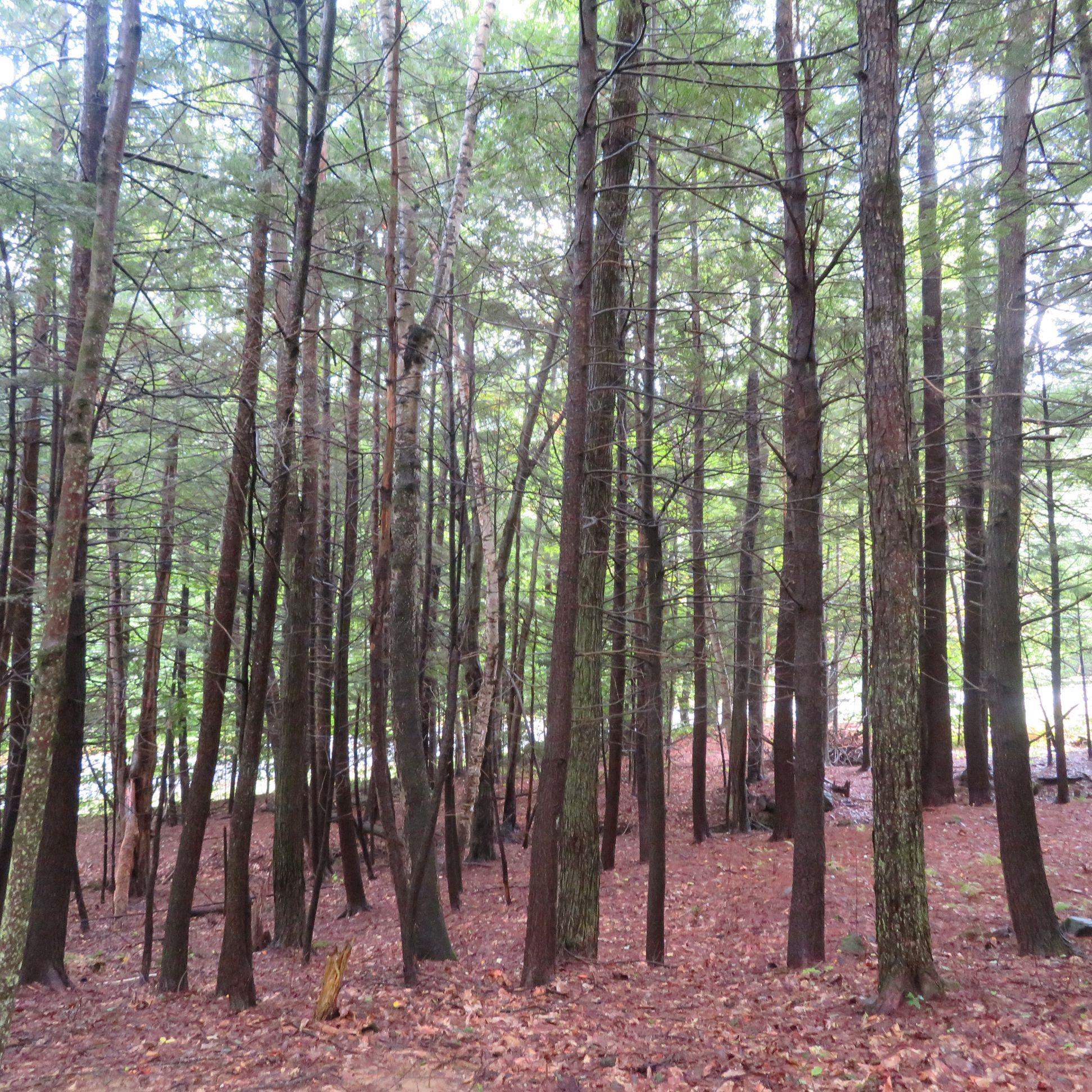 0 Intervale Road Gilford, NH 03249 - Photo 7 of 8 Gallery Image 7