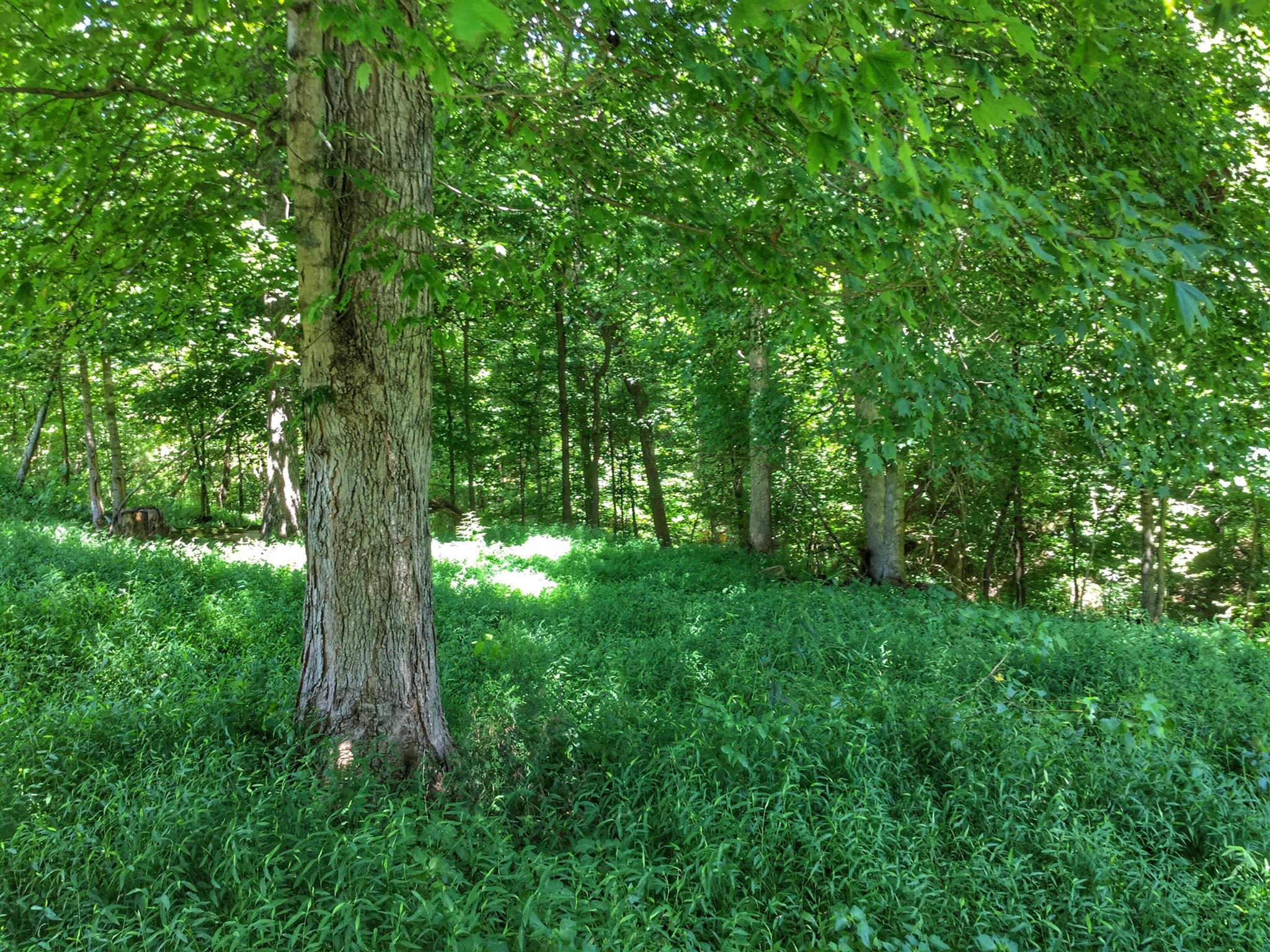 61 Hayes Ridge Road Indian Mound, TN 37079 - Photo 26 of 30 Gallery Image 26