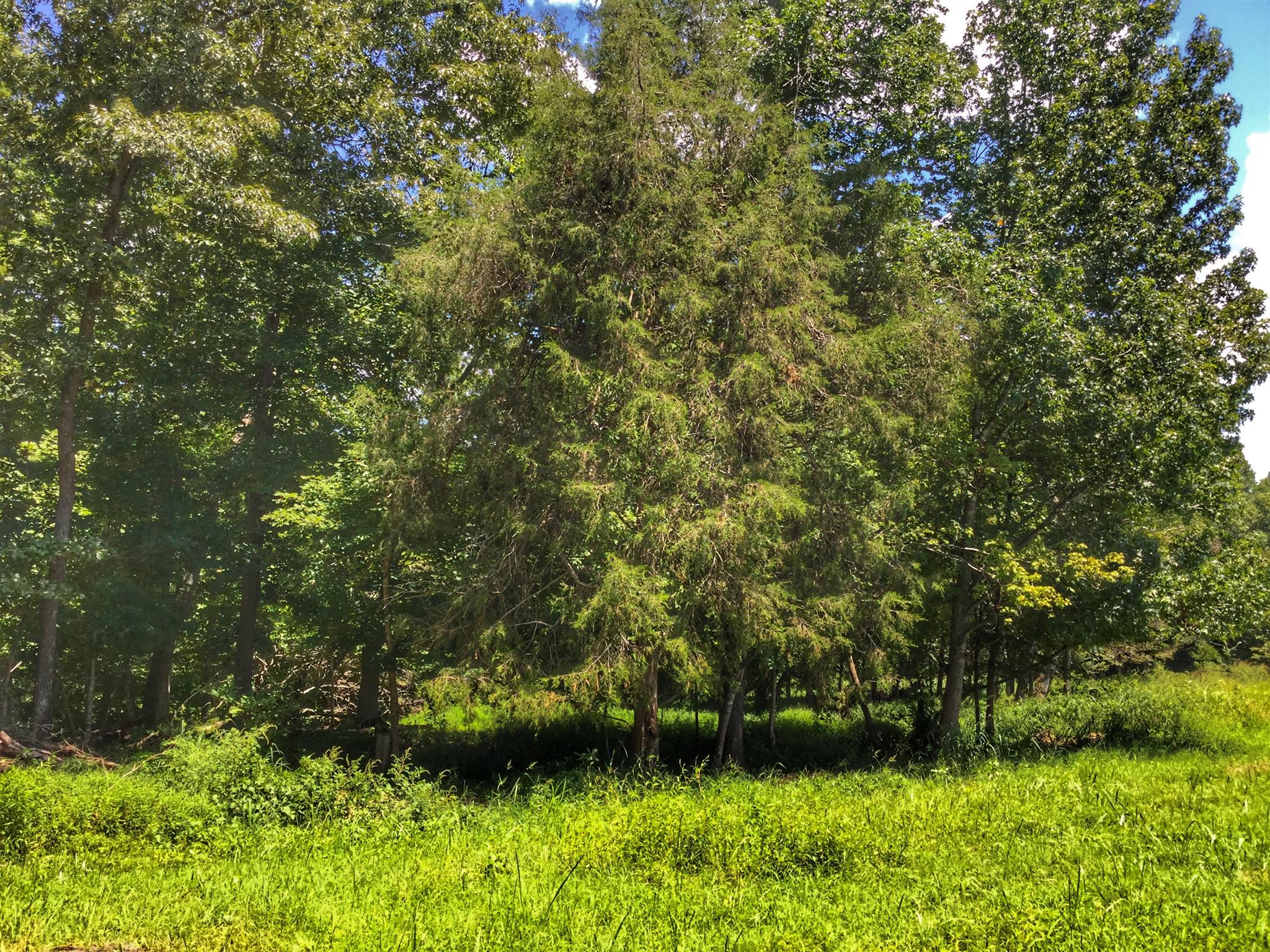 61 Hayes Ridge Road Indian Mound, TN 37079 - Photo 9 of 30 Gallery Image 9