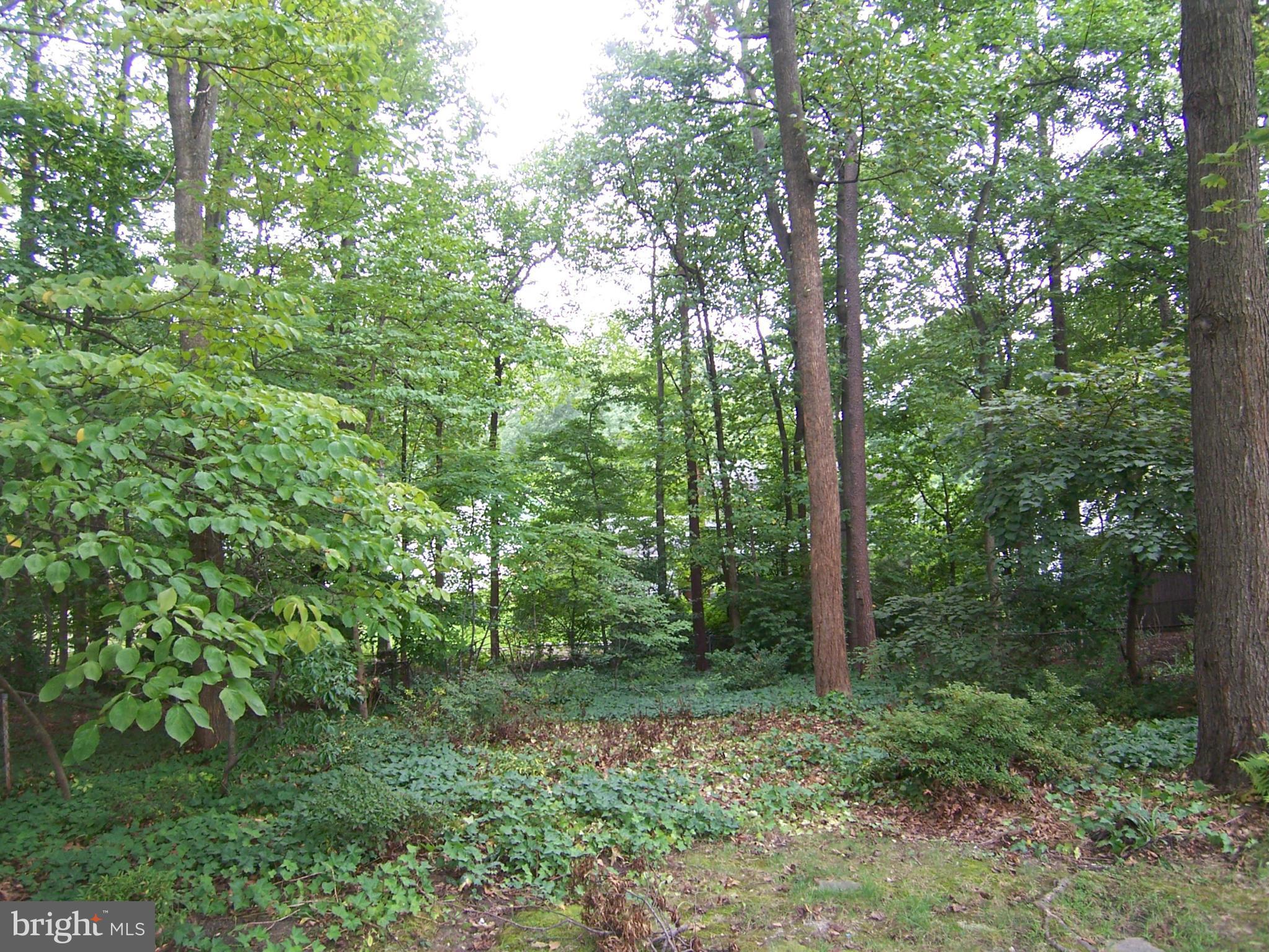 6136 Roxbury Avenue Springfield, VA 22152 - Photo 21 of 22 Wooded deep rear lot