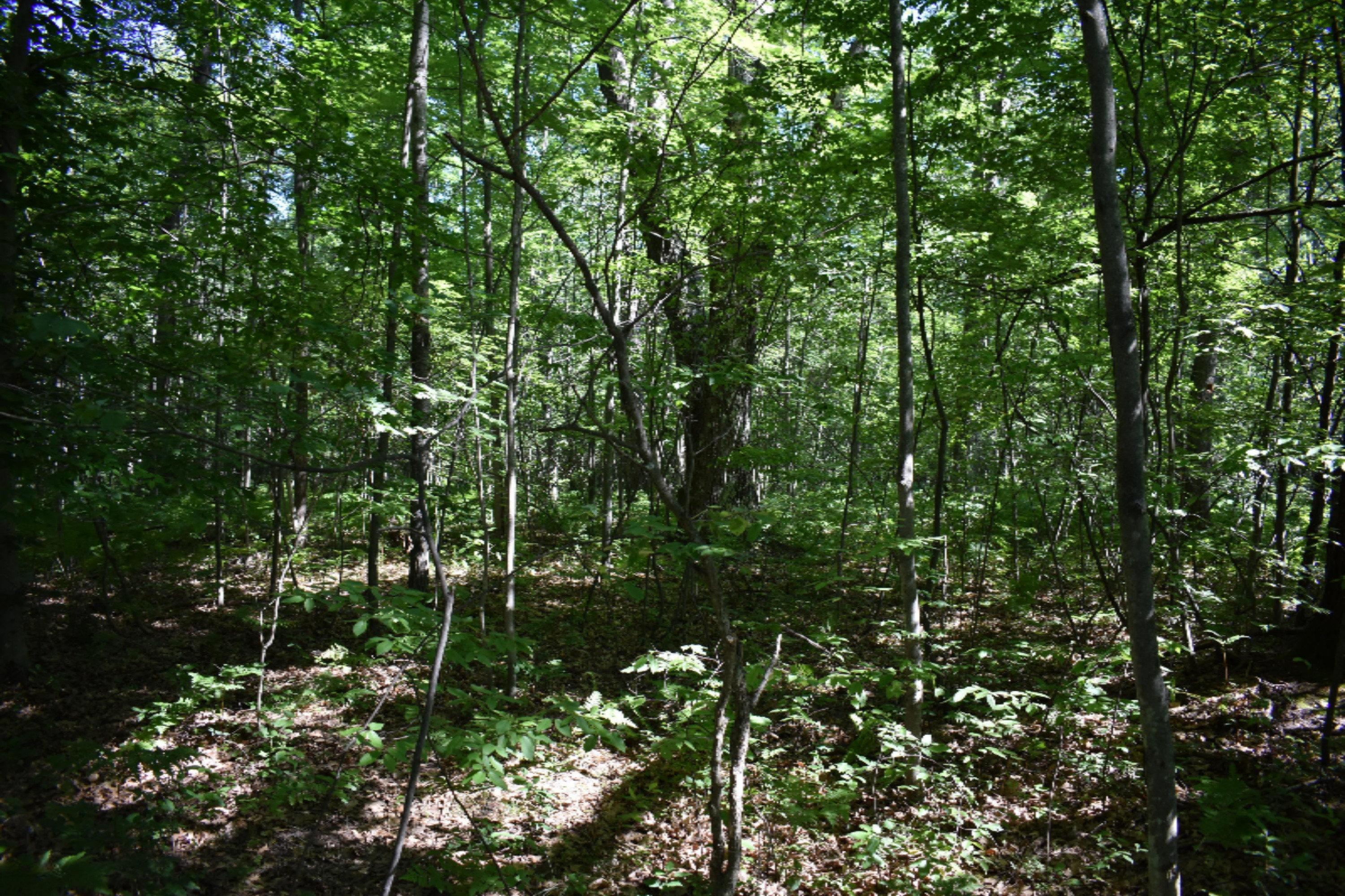 Clements Road Brethren, MI 49619 - Photo 2 of 4 DSC_0251